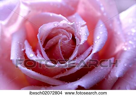 "Rose (Rosa), scented rose, variety Provence, with dew drops, close-up" View Large Photo Image Picture - "Rose (Rosa), scented rose, variety Provence, with dew drops, close-up". Fotosearch