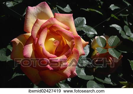 "Rose (Rosa sp. ), flower, Moriani, Corsica, France, Europe" View Large Photo Image Stock Photo - "Rose (Rosa sp. ), flower, Moriani, Corsica, France, Europe". Fotosearch