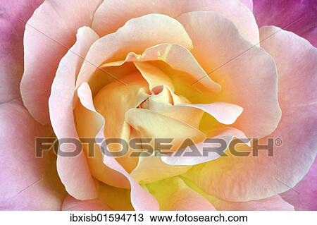 Stock Image - Rose (Rosa sp. ). Fotosearch