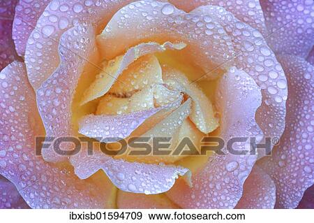 Stock Photo - Rose (Rosa sp. ) with dew drops. Fotosearch