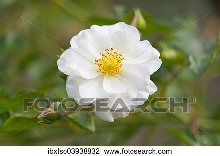 Stock Image - "Rose (Rosa spp. ), white blossom, Lower Saxony, Germany, Europe". Fotosearch