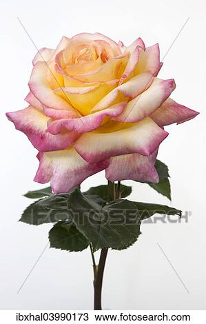 Rose (Rosa) View Large Photo Image Stock Image - Rose (Rosa). Fotosearch