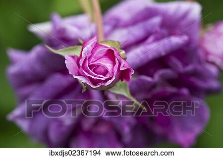 "Rose (Rosa), """"Tour de Malakoff"""", centifolia Rose, old rose" View Large Photo Image Picture - "Rose (Rosa), """"Tour de Malakoff"""", centifolia Rose, old rose". Fotosearch