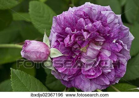 "Rose (Rosa), """"Tour de Malakoff"""", centifolia Rose, old rose" View Large Photo Image Stock Photograph - "Rose (Rosa), """"Tour de Malakoff"""", centifolia Rose, old rose". Fotosearch