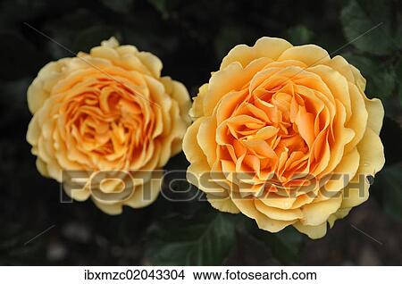 Picture - "Rose (Rosa), variety """"Amber Queen""""". Fotosearch
