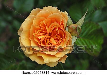 "Rose (Rosa), variety """"Amber Queen"""", flower with bud and raindrops" View Large Photo Image Picture - "Rose (Rosa), variety """"Amber Queen"""", flower with bud and raindrops". Fotosearch