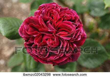 "Rose (Rosa), variety """"Falstaff"""", flower" View Large Photo Image Stock Photo - "Rose (Rosa), variety """"Falstaff"""", flower". Fotosearch