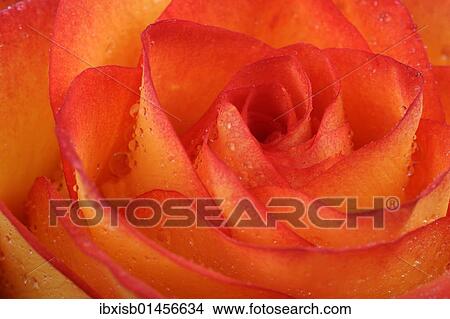 Picture - "Rose (Rosa), with dew drops, close-up". Fotosearch