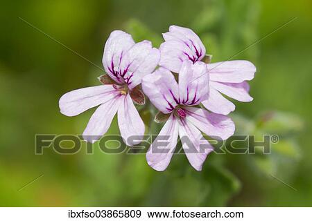 Stock Photo - "Rose-scented Pelargonium (Pelargonium capitatum), flowering, Thuringia, Germany, Europe". Fotosearch