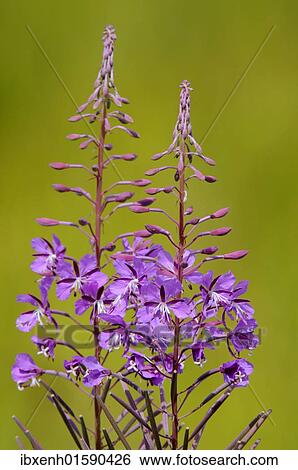 "Rosebay willowherb, Fireweed (Epilobium angustifolium)" View Large Photo Image Stock Photograph - "Rosebay willowherb, Fireweed (Epilobium angustifolium)". Fotosearch