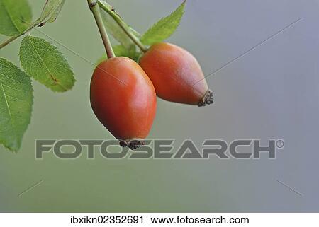 Rosehip (Rosa canina) View Large Photo Image Stock Image - Rosehip (Rosa canina). Fotosearch