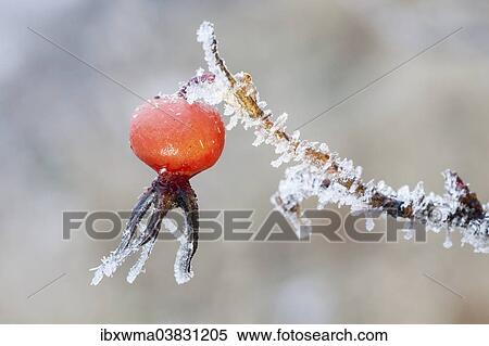 "Rosehip (Rosa canina) with hoarfrost, Germany, Europe" View Large Photo Image Stock Photography - "Rosehip (Rosa canina) with hoarfrost, Germany, Europe". Fotosearch