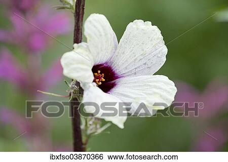 "Roselle (Hibiscus sabdariffa), flower, Thuringia, Germany, Europe" View Large Photo Image Stock Photograph - "Roselle (Hibiscus sabdariffa), flower, Thuringia, Germany, Europe". Fotosearch