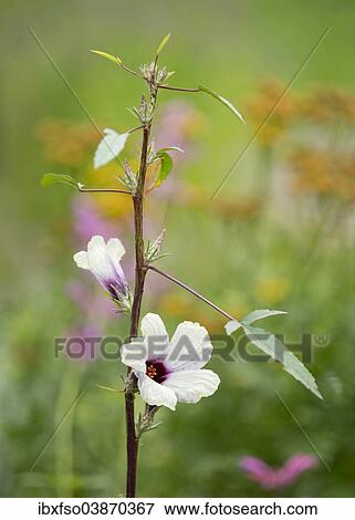"Roselle (Hibiscus sabdariffa), flowering, Thuringia, Germany, Europe" View Large Photo Image Stock Photo - "Roselle (Hibiscus sabdariffa), flowering, Thuringia, Germany, Europe". Fotosearch