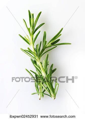 Rosemary leaves View Large Photo Image Stock Image - Rosemary leaves. Fotosearch