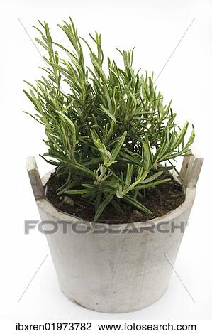 "Rosemary (Rosmarinus officinalis), herb, medicinal plant" View Large Photo Image Stock Image - "Rosemary (Rosmarinus officinalis), herb, medicinal plant". Fotosearch