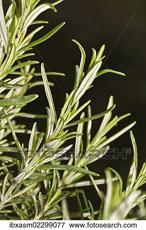 Rosemary (Rosmarinus officinalis) View Large Photo Image Stock Photo - Rosemary (Rosmarinus officinalis). Fotosearch