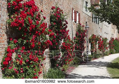 "Roses on the city walls, Donauwoerth, Donauried, Swabia, Bavaria, Germany, Europe" View Large Photo Image Stock Image - "Roses on the city walls, Donauwoerth, Donauried, Swabia, Bavaria, Germany, Europe". Fotosearch