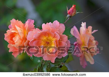 "Roses (Rosa), floweres, Bavaria, Germany, Europe" View Large Photo Image Stock Photograph - "Roses (Rosa), floweres, Bavaria, Germany, Europe". Fotosearch