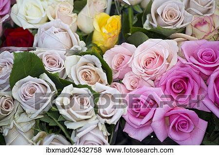 Stock Photo - Roses (Rosa). Fotosearch