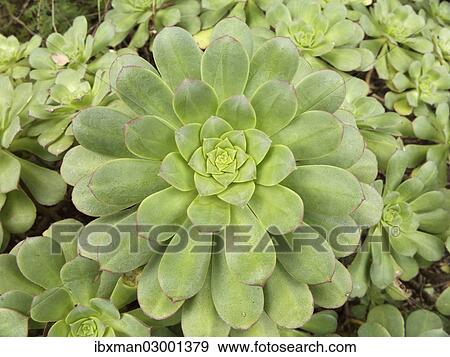 Stock Photo - "Rosette of Aeonium, La Gomera, Canary Islands, Spain, Europe, La Gomera, Agulo, Canary Islands, Spain, Europe". Fotosearch