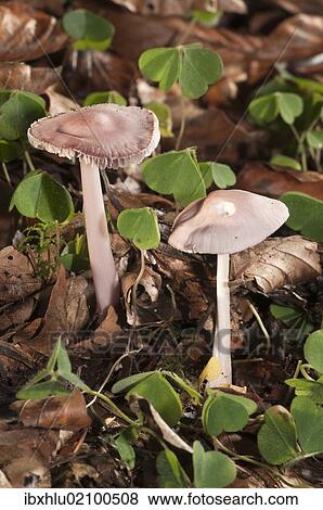 "Rosy Bonnet (Mycena rosea), Untergroeningen, Baden-Wuerttemberg, Germany, Europe" View Large Photo Image Stock Photo - "Rosy Bonnet (Mycena rosea), Untergroeningen, Baden-Wuerttemberg, Germany, Europe". Fotosearch
