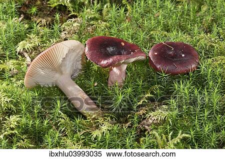 "Roter Heringstaubling (Russula erythropoda), Baden-Wurttemberg, Germany, Europe" View Large Photo Image Stock Photography - "Roter Heringstaubling (Russula erythropoda), Baden-Wurttemberg, Germany, Europe". Fotosearch