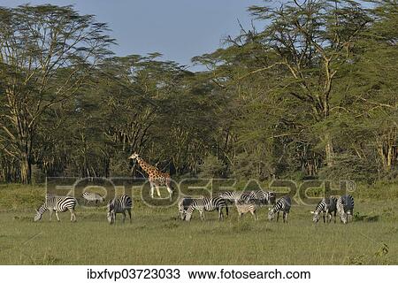 "Rothschild Giraffe or Ugandan Giraffe (Giraffa camelopardalis rothschildi) and Grant's Zebras (Equus quagga boehmi), Lake Nakuru National Park, near Nakuru, Rift Valley Province, Kenya, Africa" View Large Photo Image Stock Image - "Rothschild Giraffe or Ugandan Giraffe (Giraffa camelopardalis rothschildi) and Grant's Zebras (Equus quagga boehmi), Lake Nakuru National Park, near Nakuru, Rift Valley Province, Kenya, Africa". Fotosearch
