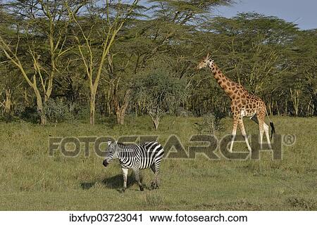"Rothschild Giraffe or Ugandan Giraffe (Giraffa camelopardalis rothschildi) and Grant's Zebra (Equus quagga boehmi), Lake Nakuru National Park, near Nakuru, Rift Valley Province, Kenya, Africa" View Large Photo Image Stock Image - "Rothschild Giraffe or Ugandan Giraffe (Giraffa camelopardalis rothschildi) and Grant's Zebra (Equus quagga boehmi), Lake Nakuru National Park, near Nakuru, Rift Valley Province, Kenya, Africa". Fotosearch