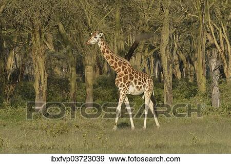 "Rothschild Giraffe or Ugandan Giraffe (Giraffa camelopardalis rothschildi), Lake Nakuru National Park, near Nakuru, Rift Valley Province, Kenya, Africa" View Large Photo Image Stock Photo - "Rothschild Giraffe or Ugandan Giraffe (Giraffa camelopardalis rothschildi), Lake Nakuru National Park, near Nakuru, Rift Valley Province, Kenya, Africa". Fotosearch