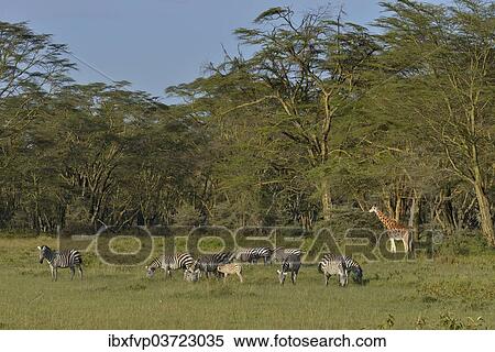"Rothschild Giraffe or Ugandan Giraffe (Giraffa camelopardalis rothschildi) and Grant's Zebras (Equus quagga boehmi), Lake Nakuru National Park, near Nakuru, Rift Valley Province, Kenya, Africa" View Large Photo Image Stock Photography - "Rothschild Giraffe or Ugandan Giraffe (Giraffa camelopardalis rothschildi) and Grant's Zebras (Equus quagga boehmi), Lake Nakuru National Park, near Nakuru, Rift Valley Province, Kenya, Africa". Fotosearch