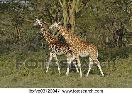 "Rothschild Giraffes or Ugandan Giraffes (Giraffa camelopardalis rothschildi), Lake Nakuru National Park, near Nakuru, Rift Valley Province, Kenya, Africa" View Large Photo Image Stock Photo - "Rothschild Giraffes or Ugandan Giraffes (Giraffa camelopardalis rothschildi), Lake Nakuru National Park, near Nakuru, Rift Valley Province, Kenya, Africa". Fotosearch