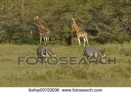 "Rothschild Giraffes or Ugandan Giraffes (Giraffa camelopardalis rothschildi) and Grant's Zebras (Equus quagga boehmi), Lake Nakuru National Park, near Nakuru, Rift Valley Province, Kenya, Africa" View Large Photo Image Stock Photograph - "Rothschild Giraffes or Ugandan Giraffes (Giraffa camelopardalis rothschildi) and Grant's Zebras (Equus quagga boehmi), Lake Nakuru National Park, near Nakuru, Rift Valley Province, Kenya, Africa". Fotosearch