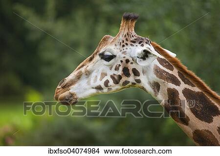 "Rothschild's Giraffe (Giraffa camelopardalis rothschildi), captive, Saxony, Germany, Europe" View Large Photo Image Picture - "Rothschild's Giraffe (Giraffa camelopardalis rothschildi), captive, Saxony, Germany, Europe". Fotosearch