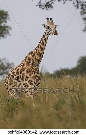 "Rothschild's Giraffe (Giraffa camelopardalis rothschildi), Murchinson Falls National Park, Uganda, Africa" View Large Photo Image Stock Image - "Rothschild's Giraffe (Giraffa camelopardalis rothschildi), Murchinson Falls National Park, Uganda, Africa". Fotosearch