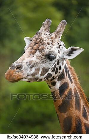 "Rothschild's Giraffe (Giraffa camelopardalis rothschildi), captive, Saxony, Germany, Europe" View Large Photo Image Stock Photograph - "Rothschild's Giraffe (Giraffa camelopardalis rothschildi), captive, Saxony, Germany, Europe". Fotosearch