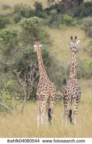 "Rothschild's Giraffes (Giraffa camelopardalis rothschildi), Murchinson Falls National Park, Uganda, Africa" View Large Photo Image Picture - "Rothschild's Giraffes (Giraffa camelopardalis rothschildi), Murchinson Falls National Park, Uganda, Africa". Fotosearch