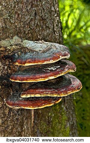"Rotrandiger Schichtporling, Rotrandiger Baumschwamm, Fichtenporling, Fichten-Porling (Fomitopsis pinicola)" View Large Photo Image Stock Image - "Rotrandiger Schichtporling, Rotrandiger Baumschwamm, Fichtenporling, Fichten-Porling (Fomitopsis pinicola)". Fotosearch