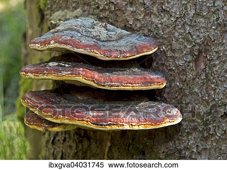 Stock Photography - "Rotrandiger Schichtporling, Rotrandiger Baumschwamm, Fichtenporling, Fichten-Porling (Fomitopsis pinicola)". Fotosearch