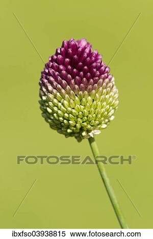 "Round-headed leek (Allium sphaerocephalum), Lower Saxony, Germany, Europe" View Large Photo Image Stock Photography - "Round-headed leek (Allium sphaerocephalum), Lower Saxony, Germany, Europe". Fotosearch