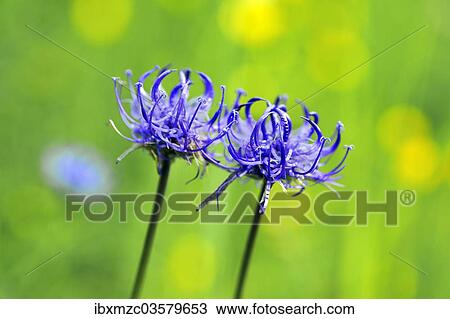 "Round-headed Rampion or Pride of Sussex (Phyteuma orbiculare), Ramsau bei Berchtesgaden, Berchtesgadener Land District, Upper Bavaria, Bavaria, Germany, Europe" View Large Photo Image Stock Image - "Round-headed Rampion or Pride of Sussex (Phyteuma orbiculare), Ramsau bei Berchtesgaden, Berchtesgadener Land District, Upper Bavaria, Bavaria, Germany, Europe". Fotosearch