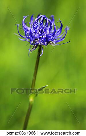 "Round-headed Rampion or Pride of Sussex (Phyteuma orbiculare), Ramsau bei Berchtesgaden, Berchtesgadener Land District, Upper Bavaria, Bavaria, Germany, Europe" View Large Photo Image Stock Image - "Round-headed Rampion or Pride of Sussex (Phyteuma orbiculare), Ramsau bei Berchtesgaden, Berchtesgadener Land District, Upper Bavaria, Bavaria, Germany, Europe". Fotosearch