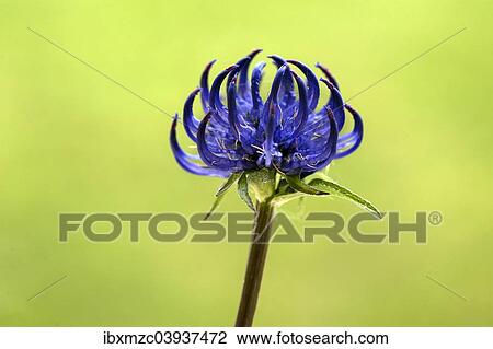 "Round-headed Rampion (Phyteuma orbiculare), Bavaria, Germany, Europe" View Large Photo Image Stock Image - "Round-headed Rampion (Phyteuma orbiculare), Bavaria, Germany, Europe". Fotosearch