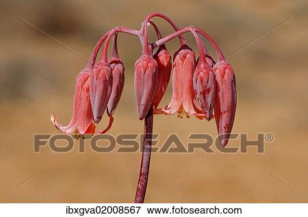 "Round-leafed navel-wort, Pig's ear (Cotyledon orbiculata), inflorescence, Goegap Nature Reserve, Namaqualand, South Africa, Africa" View Large Photo Image Stock Photo - "Round-leafed navel-wort, Pig's ear (Cotyledon orbiculata), inflorescence, Goegap Nature Reserve, Namaqualand, South Africa, Africa". Fotosearch