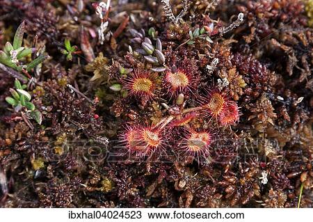 "Round-leaved sundew (Drosera rotundifolia), Stockholm, Sweden, Europe" View Large Photo Image Stock Image - "Round-leaved sundew (Drosera rotundifolia), Stockholm, Sweden, Europe". Fotosearch