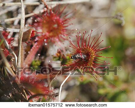 "Round-leaved Sundew (Drosera rotundifolia) with a trapped fly, flesh-eating plant, Ireland, British Isles, Europe" View Large Photo Image Stock Image - "Round-leaved Sundew (Drosera rotundifolia) with a trapped fly, flesh-eating plant, Ireland, British Isles, Europe". Fotosearch