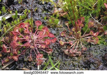 "Round-leaved sundew (Drosera rotundifolia) on peat, Common haircap moss (Polytrichum commune), Grundbeckenmoor, Bavaria Germany" View Large Photo Image Stock Photo - "Round-leaved sundew (Drosera rotundifolia) on peat, Common haircap moss (Polytrichum commune), Grundbeckenmoor, Bavaria Germany". Fotosearch