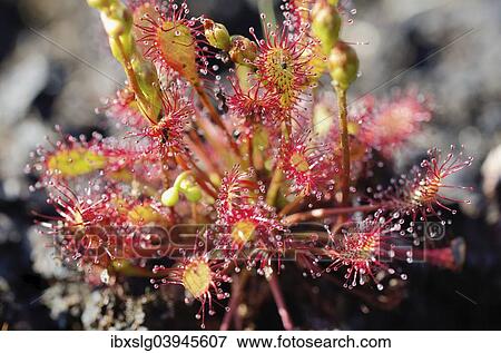 "Round-leaved sundew (Drosera rotundifolia), Grundbeckenmoor, Bavaria Germany" View Large Photo Image Stock Photo - "Round-leaved sundew (Drosera rotundifolia), Grundbeckenmoor, Bavaria Germany". Fotosearch