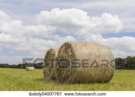 "Round straw bales in a meadow, Feldberger Seenlandschaft, Mecklenburg-Western Pomerania, Germany, Europe" View Large Photo Image Stock Photo - "Round straw bales in a meadow, Feldberger Seenlandschaft, Mecklenburg-Western Pomerania, Germany, Europe". Fotosearch