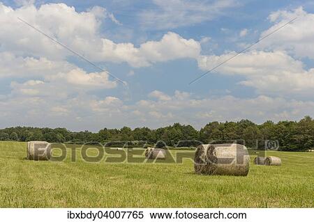"Round straw bales in a meadow, Feldberger Seenlandschaft, Mecklenburg-Western Pomerania, Germany, Europe" View Large Photo Image Stock Photography - "Round straw bales in a meadow, Feldberger Seenlandschaft, Mecklenburg-Western Pomerania, Germany, Europe". Fotosearch
